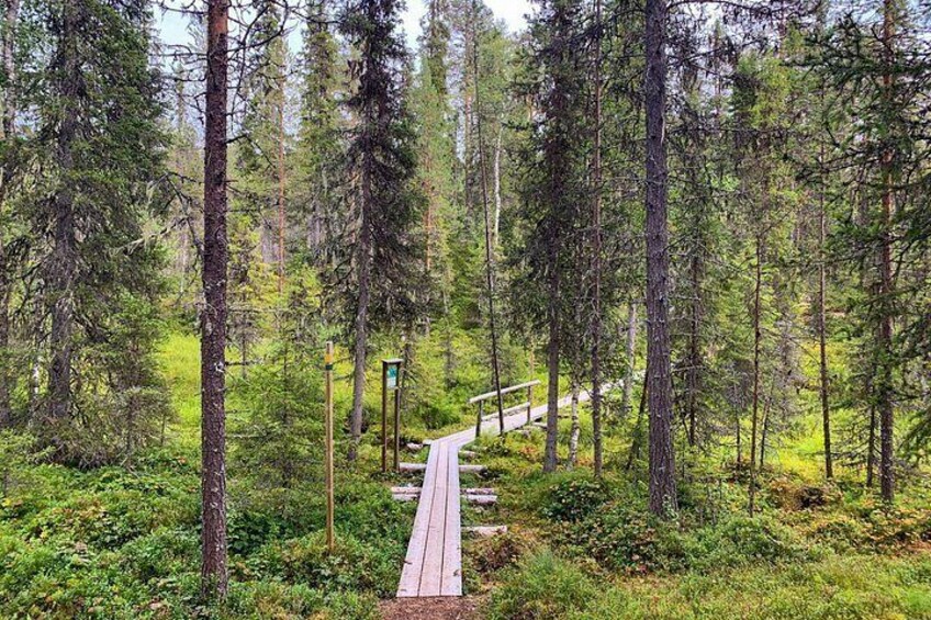A wooden boardwalk through a dense forest with tall trees and green underbrush. 5