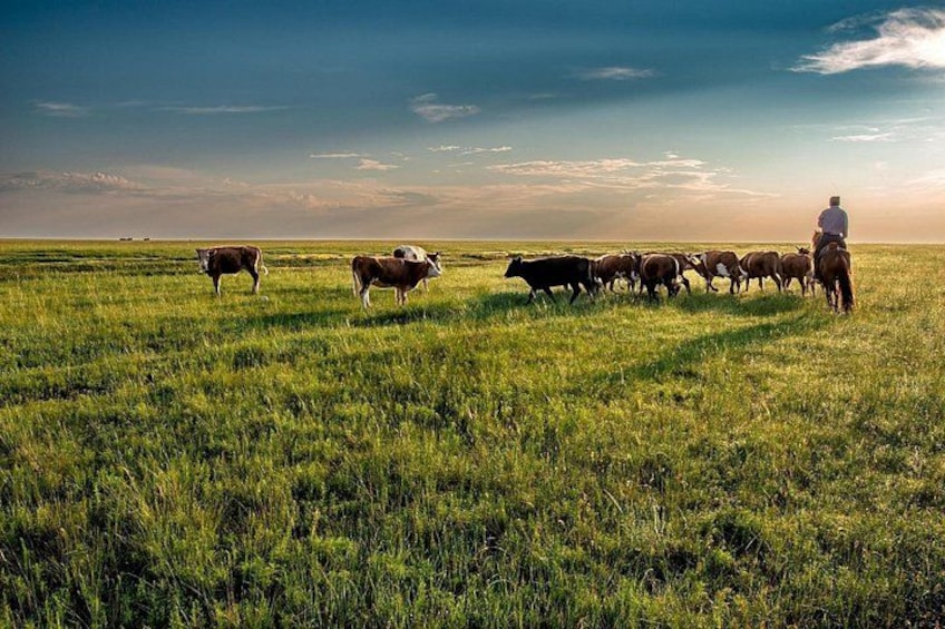 A person herding cattle in a grassy field. 2
