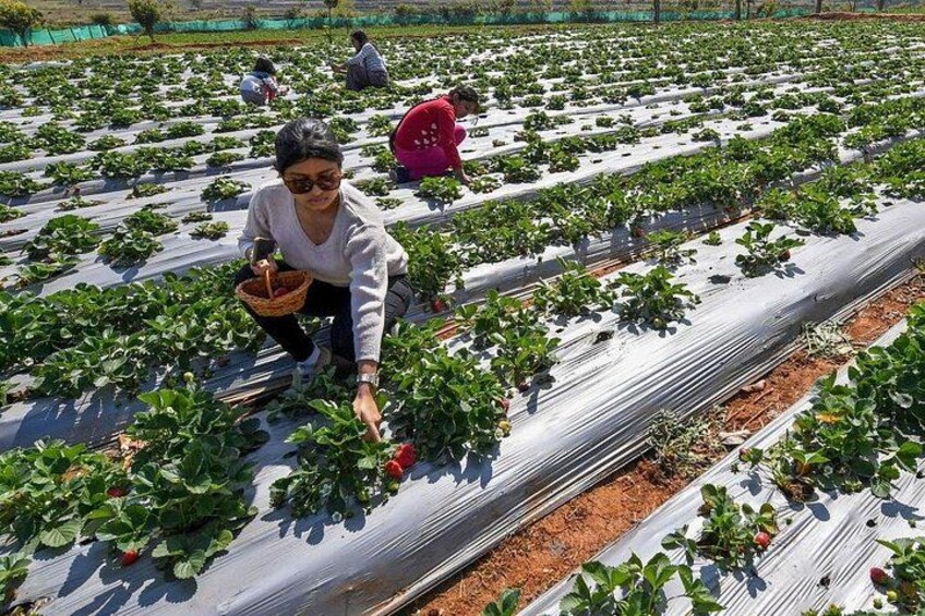 A strawberry farm with rows of plants and workers harvesting. 1