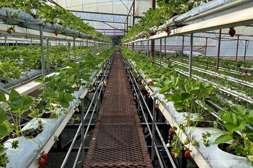 A greenhouse with rows of strawberry plants. 5