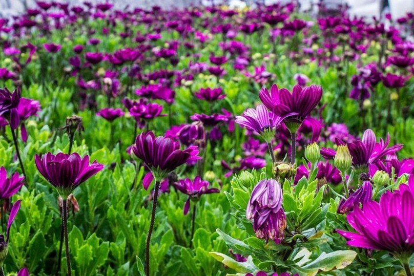 A field of purple flowers with green foliage. 3