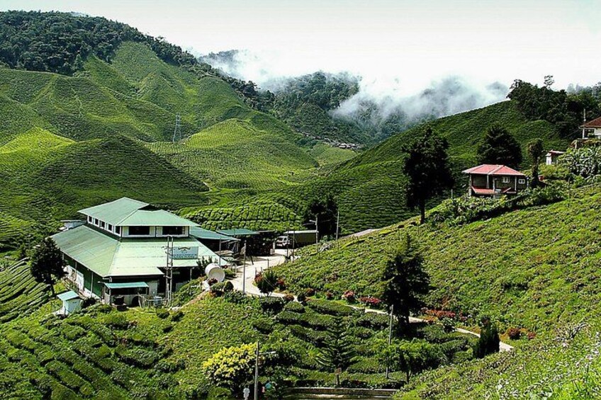 A green tea plantation with terraced fields, a large building, and a small house on a hillside. 2