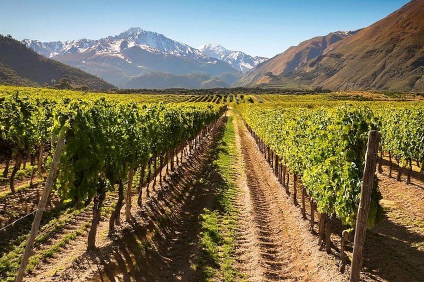 Viñedo con hileras de vides, un sendero de tierra y montañas al fondo. 2