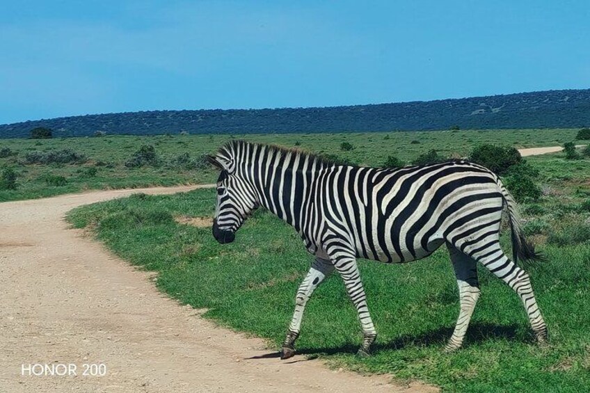 A zebra walking on a dirt path in a grassy field with a hilly landscape in the background. 2