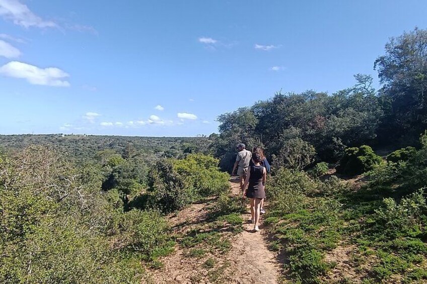 A person walking on a dirt path surrounded by dense greenery and trees. 3