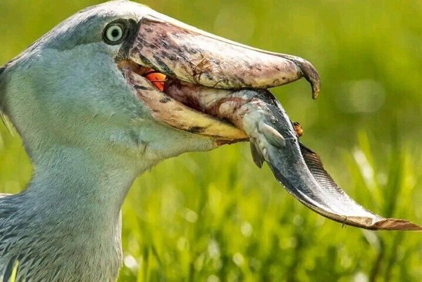 A bird with a large beak holding a fish. 1