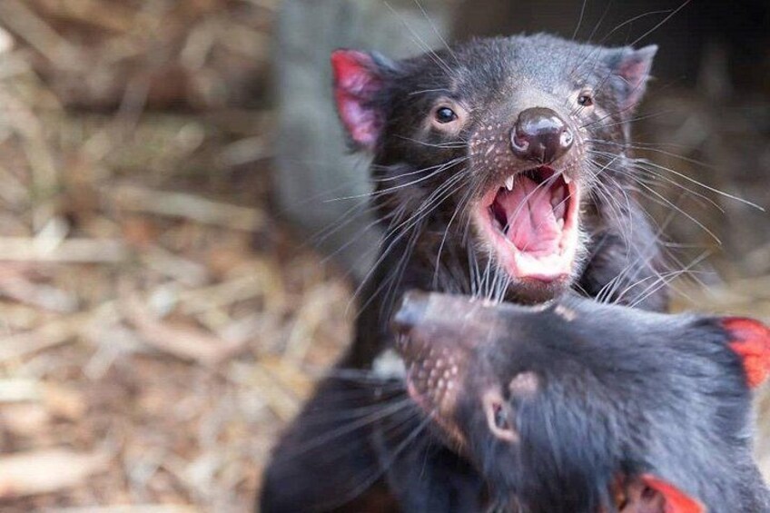 Say hello to koalas, kangaroos, and Tassie devils at Moonlit Sanctuary Wildlife Park. 2