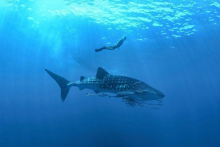 A diver swimming with a large shark in clear blue water. 1