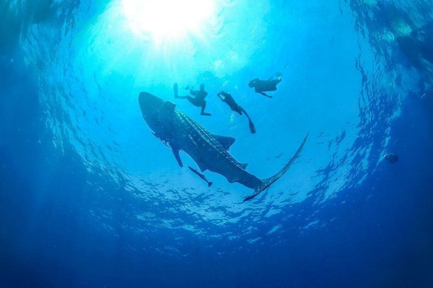 A diver swimming with a large shark in clear blue water. 3