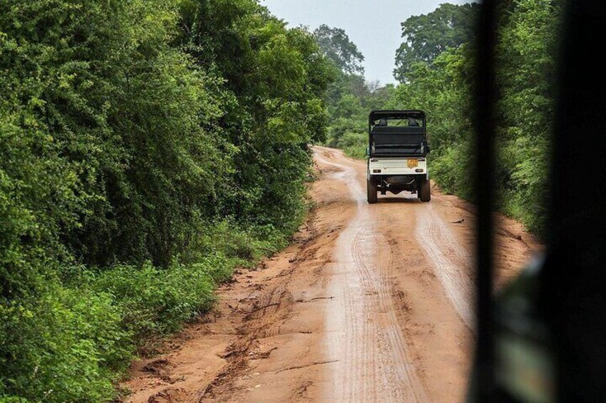 Un vehículo sobre un camino de tierra rodeado de vegetación densa. 3