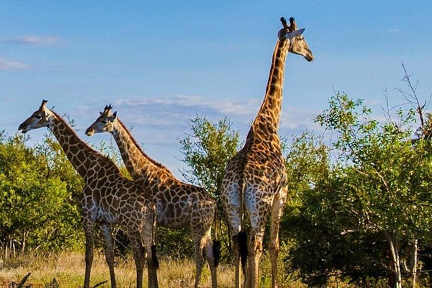 Three giraffes standing in a grassy area with trees in the background. 1