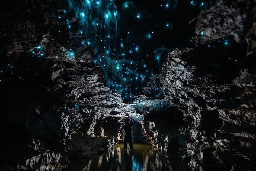 Okohua Glowworm Cave Tour 3