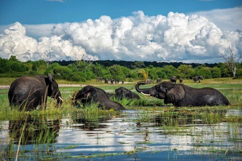 Experience Chobe Day Trip Tour 1