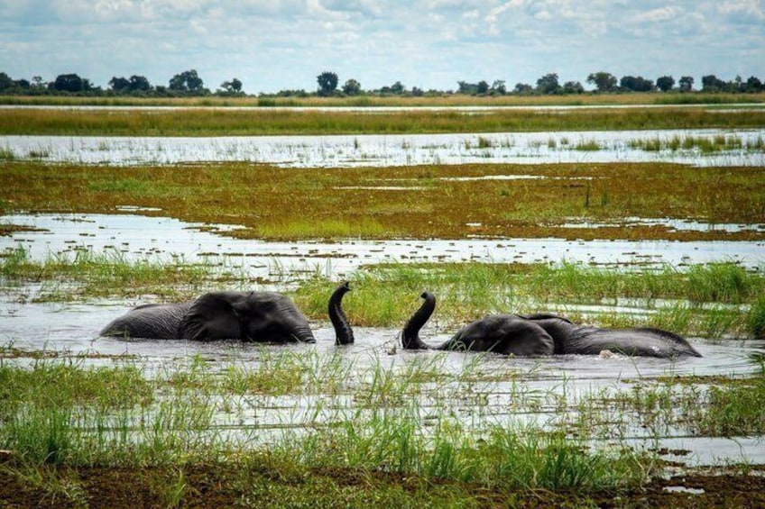 Experience Chobe Day Trip Tour 2