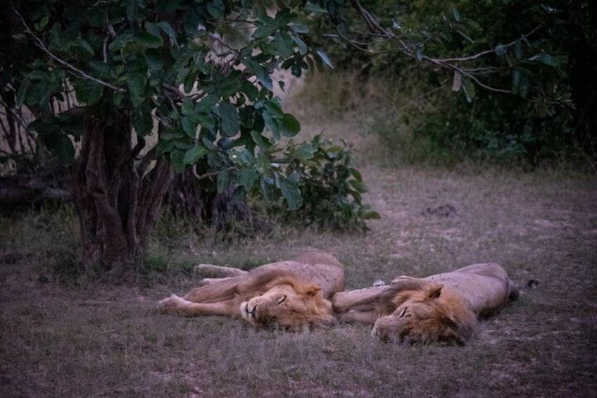 Experience Chobe Day Trip Tour 4