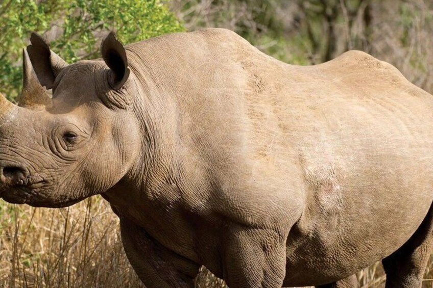Een neushoorn in een natuurlijke omgeving, met droog gras en enkele bomen. 3