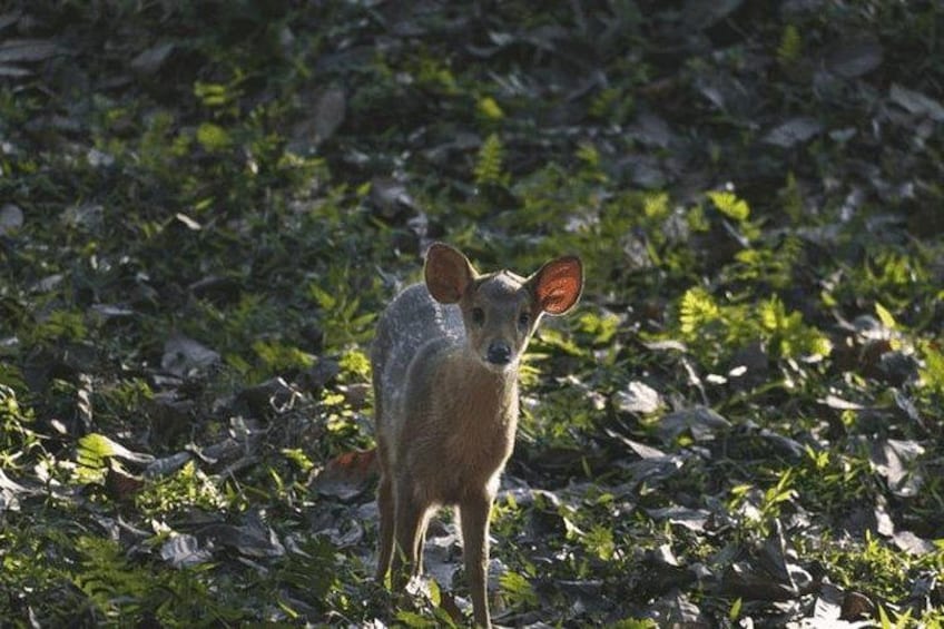 A deer standing in a forested area with dense foliage and sunlight filtering through the trees. 2