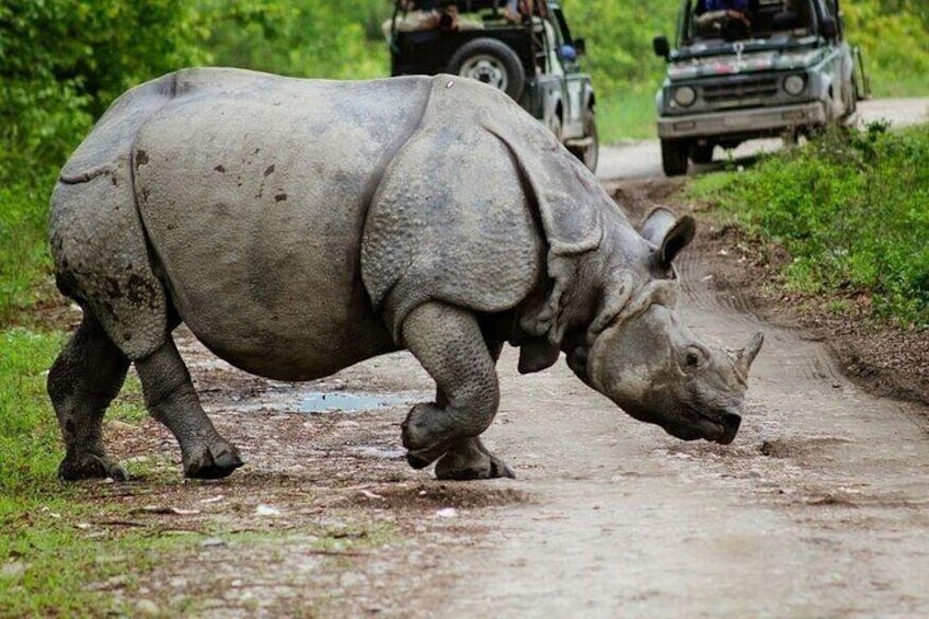 A rhinoceros walking on a muddy path with vehicles in the background. 1