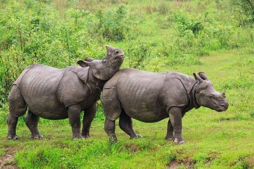 Two rhinos in a grassy field. 2