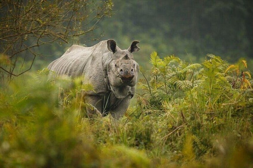 A rhinoceros in a grassy field with trees in the background. 4