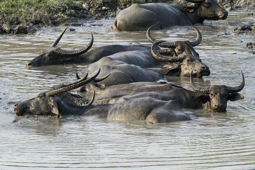 A group of water buffalo in a muddy water body. 3