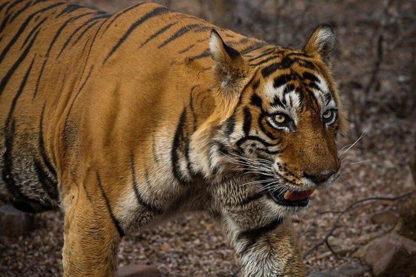 En tiger går i et naturligt landskab. 1