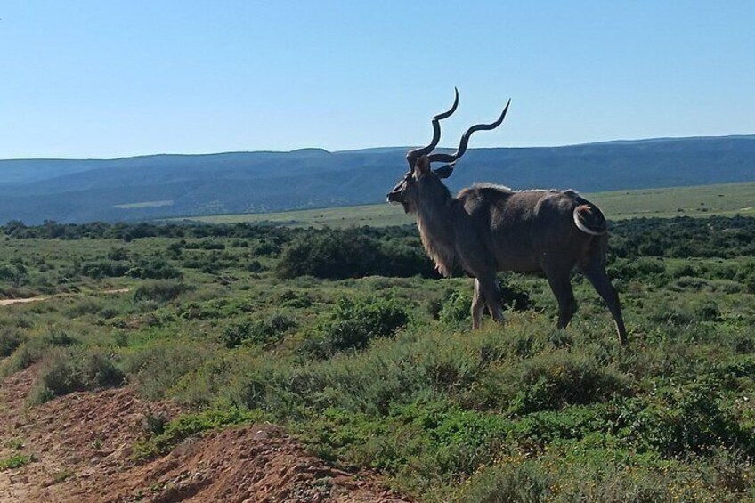 Un gran antílope de cuernos largos de pie en un campo herboso con colinas onduladas al fondo. 5