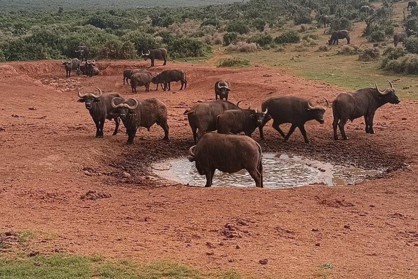 Private Group Addo Elephant National Park All Inclusive Safari 3