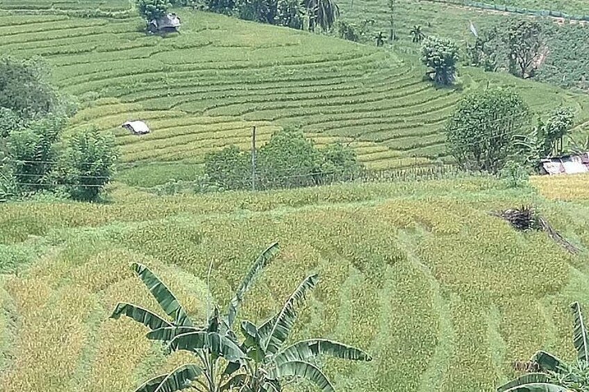 Terraced fields, banana plants, and scattered trees. 5