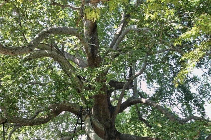 Un grande albero con fronde ampie e un fitto fogliame. 2
