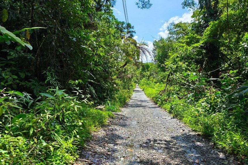 Un sendero estrecho y sin pavimentar, rodeado de vegetación exuberante y árboles. 5