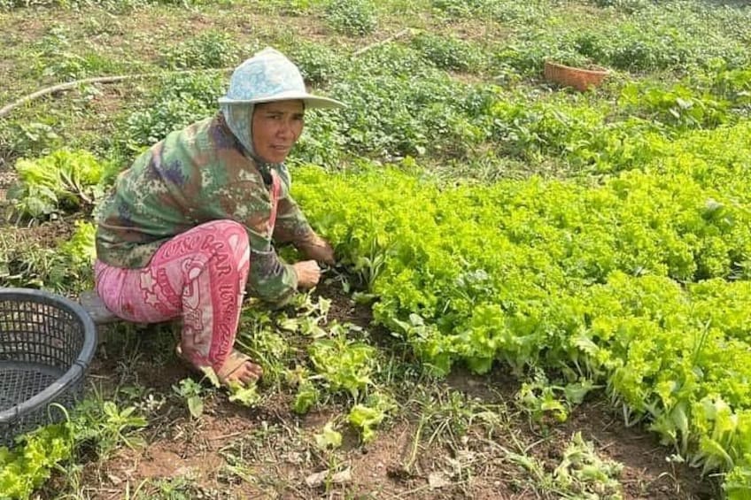 Eine Person kauert in einem Feld mit grünen Blättern. 3