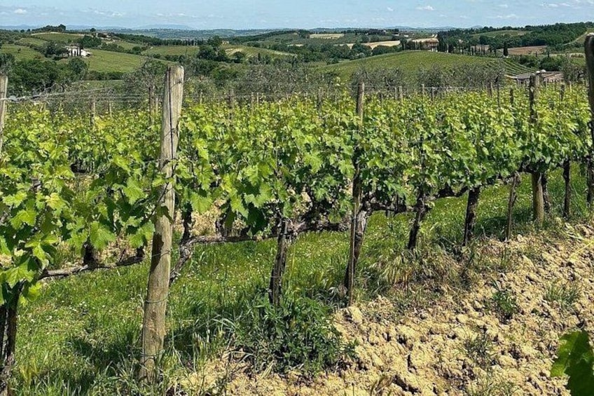Sangiovese Vineyard 5