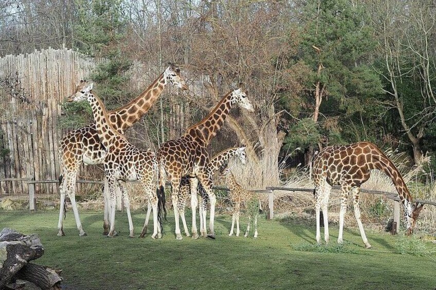 Karen Blixen, Beads Factory, Giraffe Center & Bomas Day Tour 4