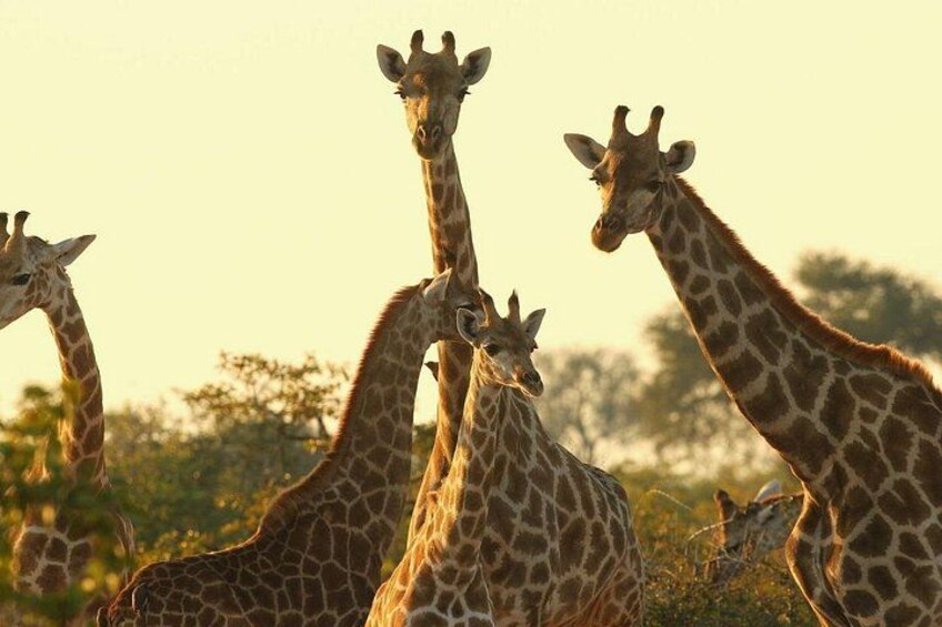 A group of giraffes in a natural setting with trees in the background. 5