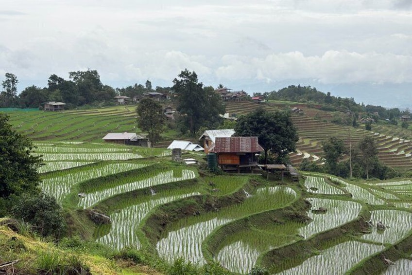 Pa Pong Piang Rice Terrace and Doi Inthanon National Park 1