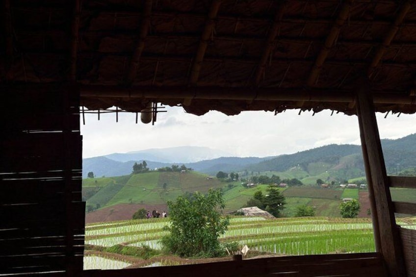 Pa Pong Piang Rice Terrace and Doi Inthanon National Park 2
