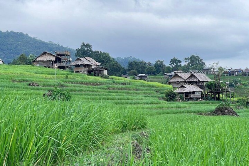 Pa Pong Piang Rice Terrace and Doi Inthanon National Park 3