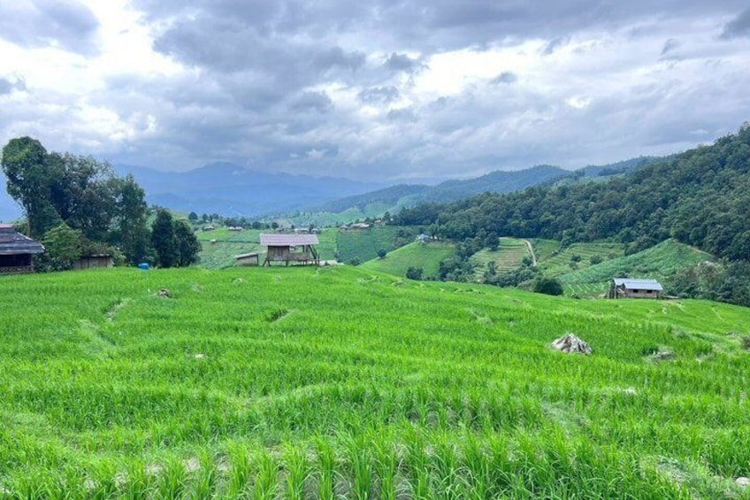 Pa Pong Piang Rice Terrace and Doi Inthanon National Park 5