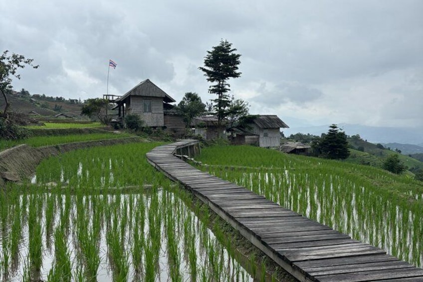Pa Pong Piang Rice Terrace and Doi Inthanon National Park 4