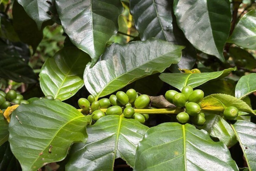 Green coffee cherries on a branch with glossy leaves. 4