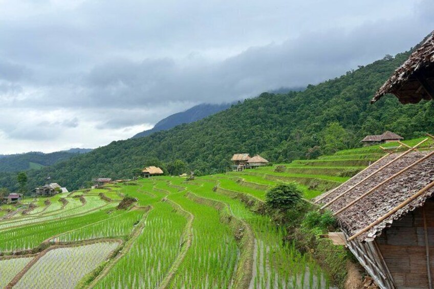 Pa Pong Piang Rice Terrace and Doi Inthanon National Park 3