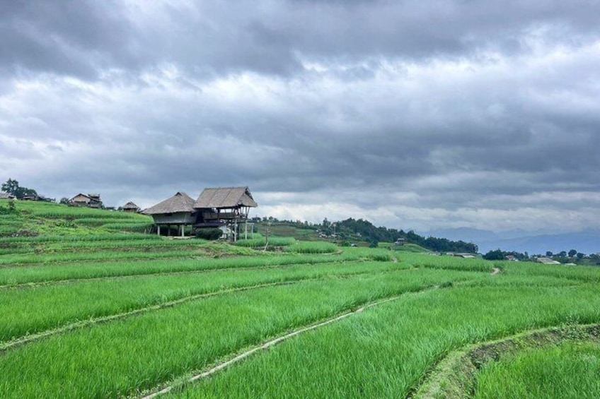 Pa Pong Piang Rice Terrace and Doi Inthanon National Park 4