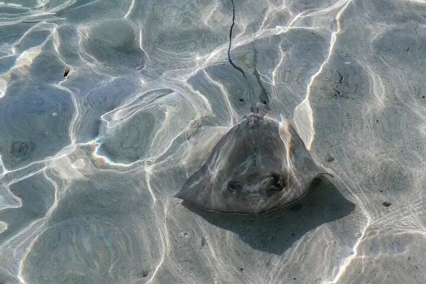 Swimming with pastenague rays 5
