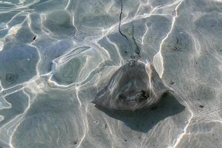 Swimming with pastenague rays 4