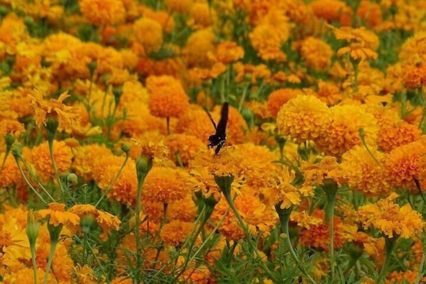 Un campo fiorito di fiori gialli con una farfalla. 3