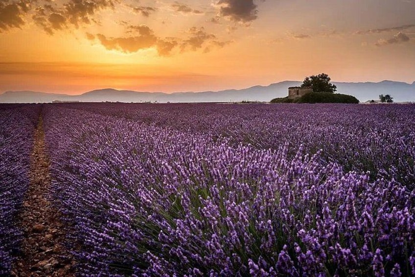 A lavender field at sunset with a distant castle. 2