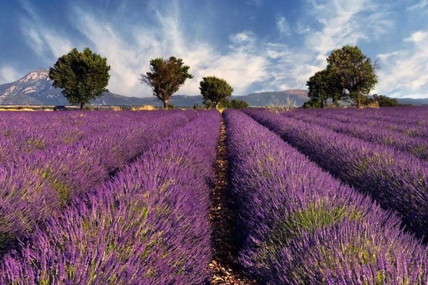 A lavender field with rows of purple flowers, trees, and a mountain in the background. 3