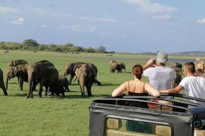 Un vehículo de safari con turistas observando elefantes en un campo de hierba. 3