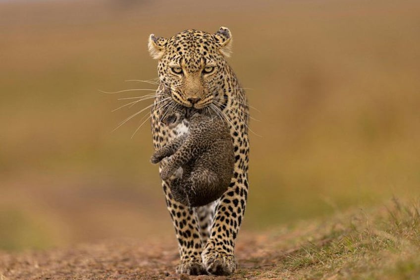 Ein Leopard mit einem Jungtier. 1